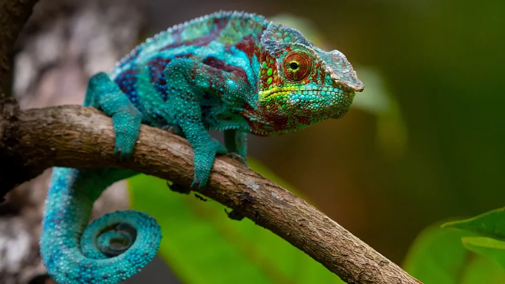 السحلية المنزلية 