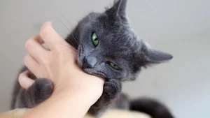 لماذا تعض القطط صاحبها؟