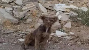 تعرف على حيوان نباش القبور