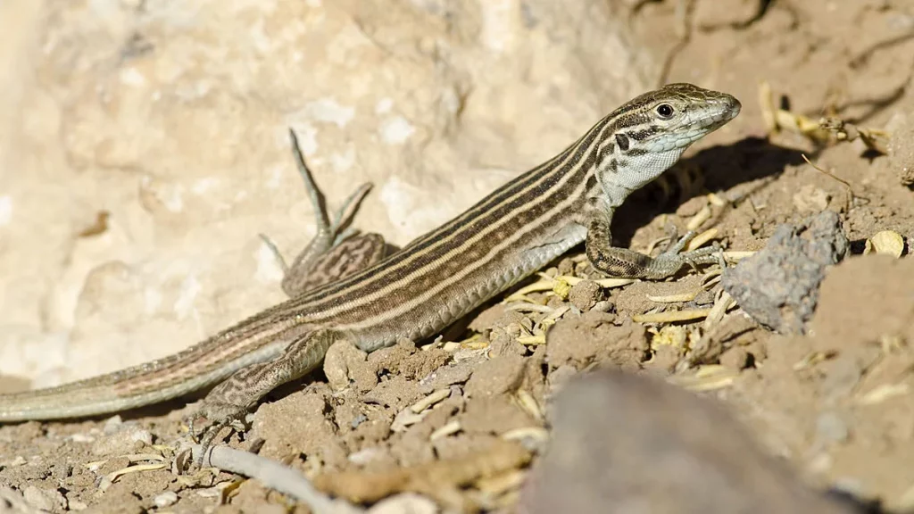 تكيف السحلية