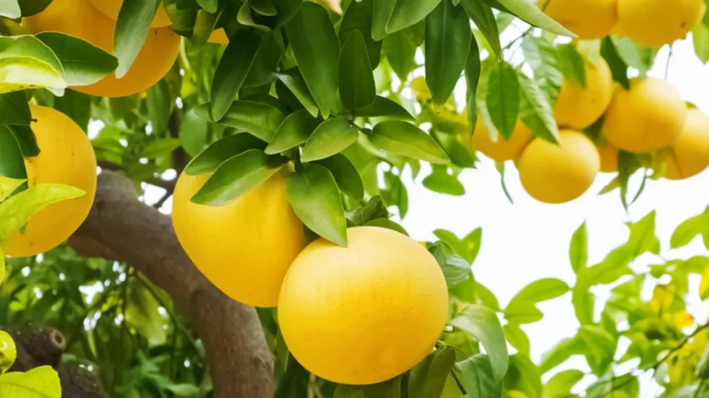 جريب فروت ويتني مارش