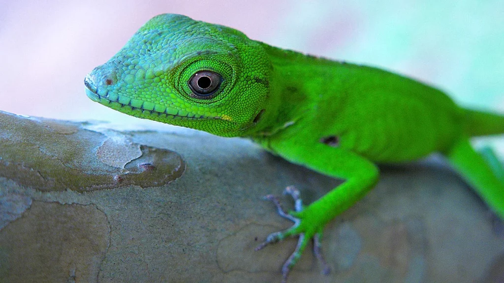 خصائص السحلية 