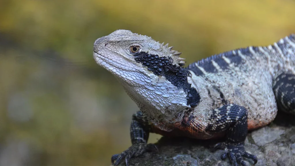 خطر السحلية 