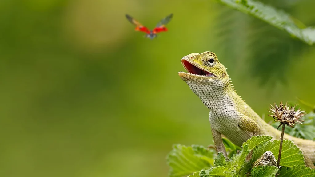 دورة حياة السحلية