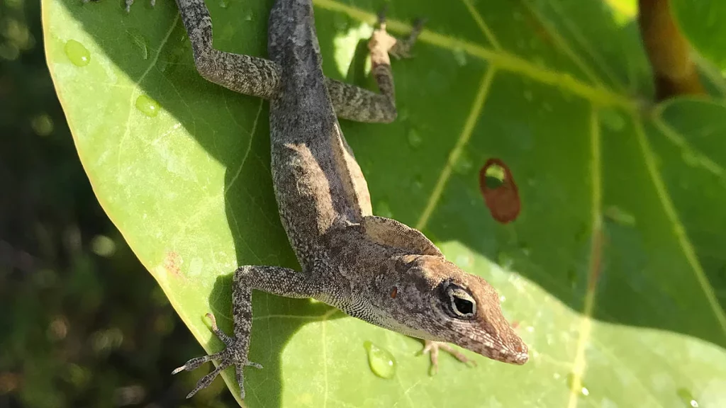 سلوك السحلية