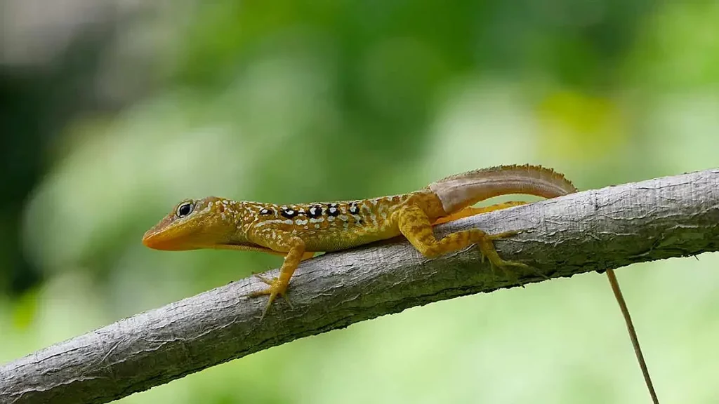 كم يبلغ عدد السحلية في العالم؟