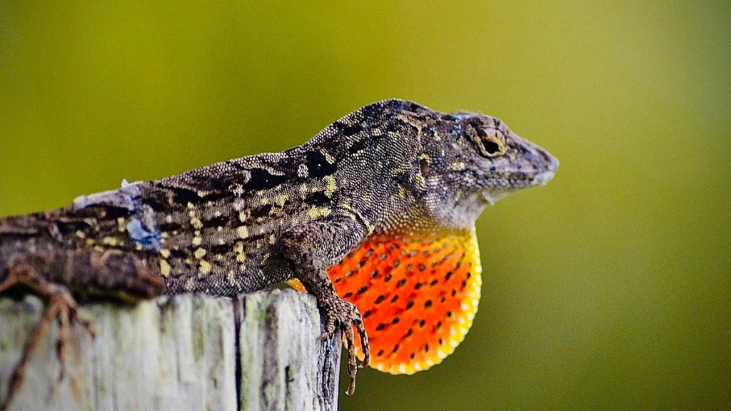 كيف تتكاثر السحلية؟ 