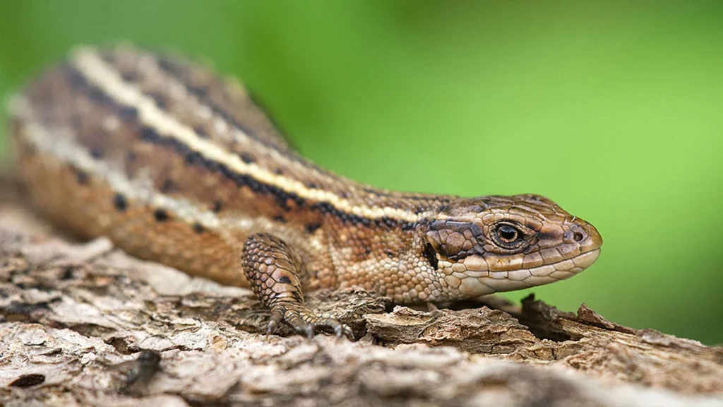 كيف تتنفس السحلية؟