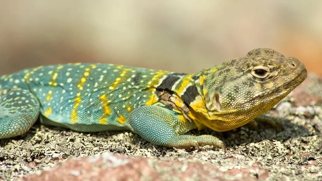 لماذا سميت السحلية بهذا الاسم؟