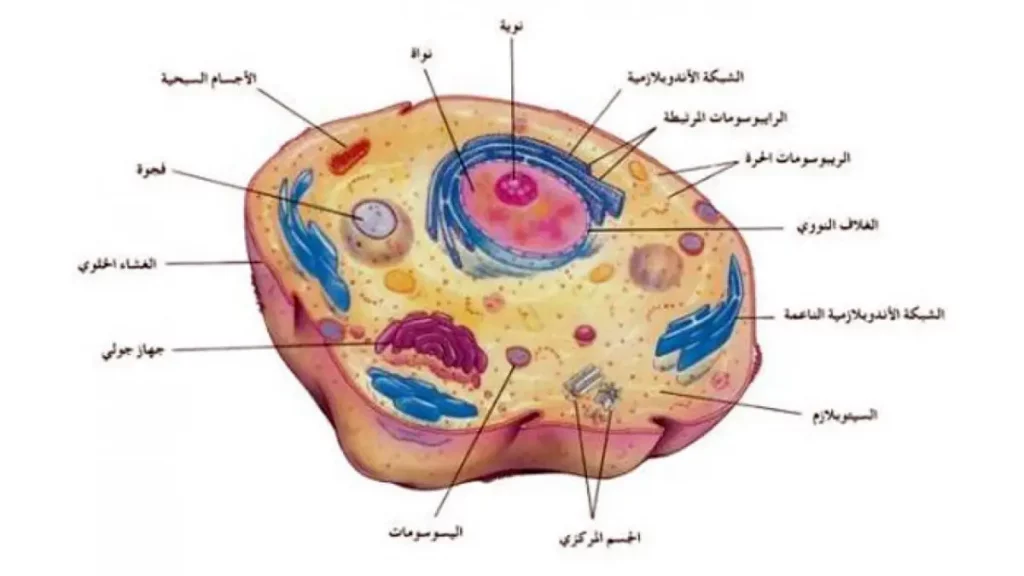 ما هي الخلية؟ 2 (1)الخلية
