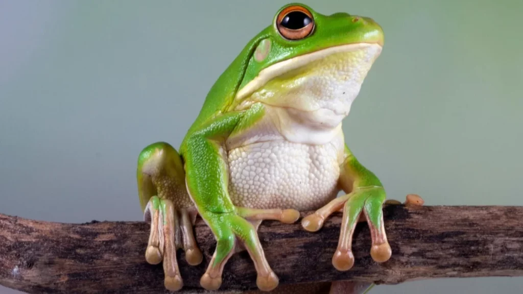 دليل شامل عن الضفدع 11 أين يعيش الضفدع