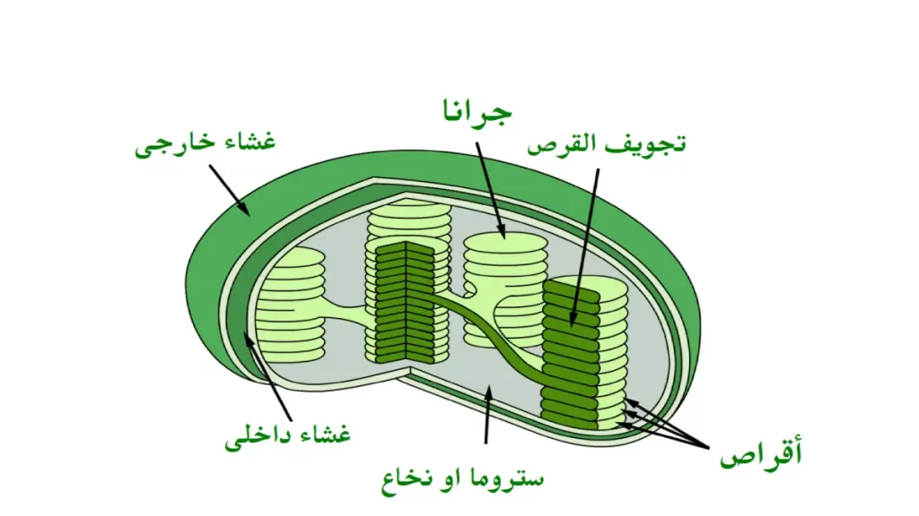 ما هي الخلية؟ 7 البلاستيدات الخضراء
