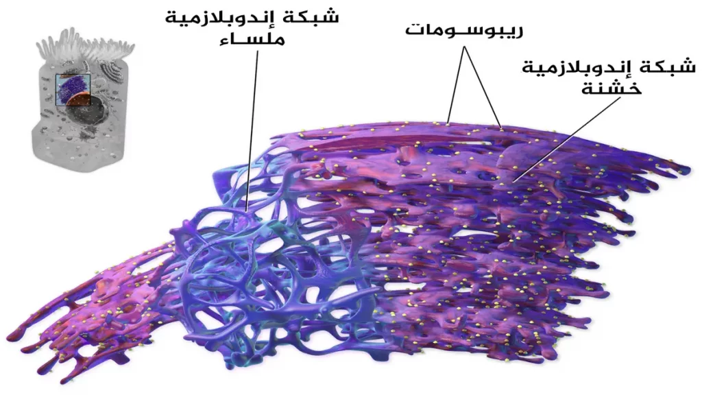 ما هي الخلية؟ 6 الشبكة الإندوبلازمية