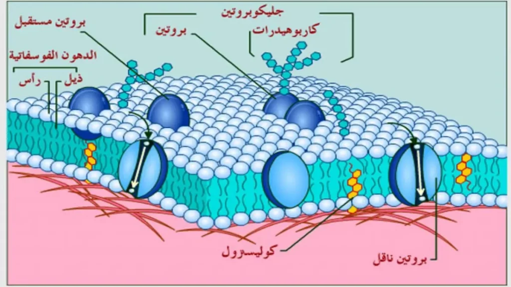 ما هي الخلية؟ 8 الغشاء البلازمي