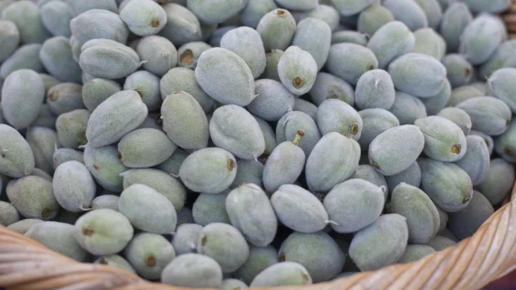 تعرف على أهم فوائد اللوز 4 اللوز الأخضر