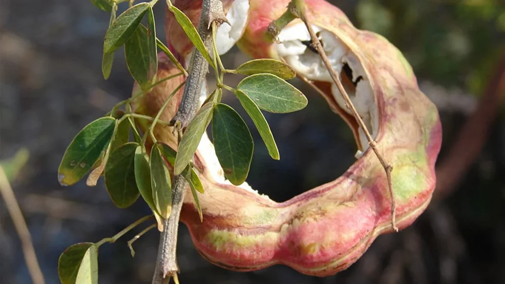 تعرف على أهم فوائد اللوز 5 اللوز الهندي