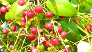 دليلك الشامل عن شجرة الآراك