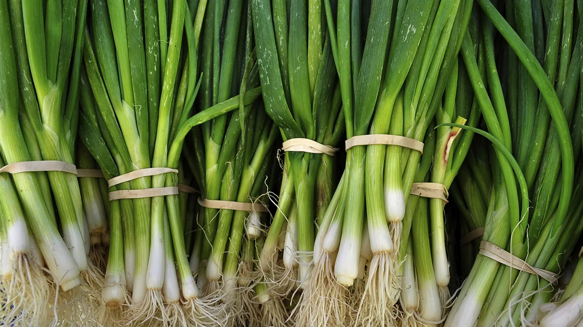 كل ما يجب معرفته عن البصل الأخضر 1 كل ما يجب معرفته عن البصل الأخضر