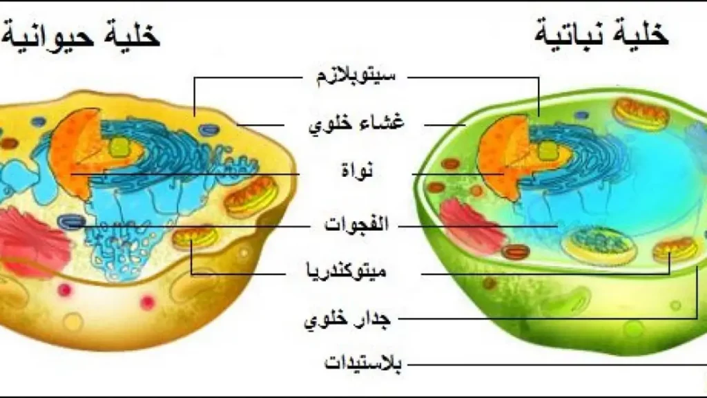 ما هي الخلية؟ 5 مكونات الخلية