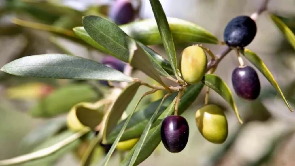 كل ما تحتاج معرفته عن شجر زيتون 5 اربكوينا