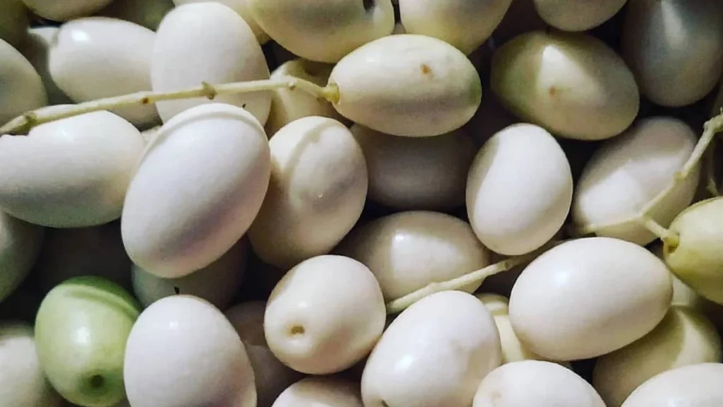 كل ما تحتاج معرفته عن شجر زيتون 8 الزيتون الأبيض