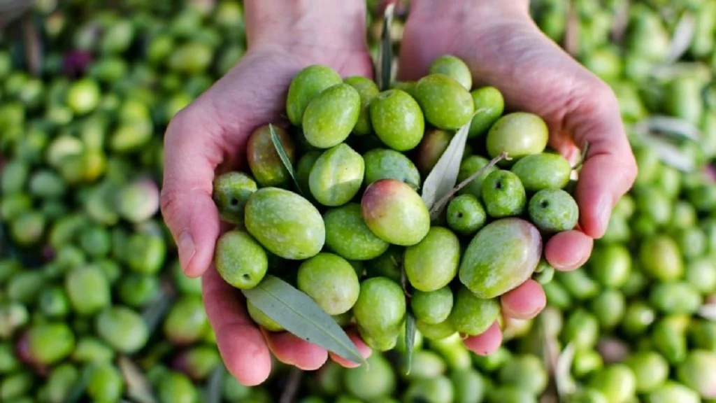 كل ما تحتاج معرفته عن شجر زيتون 3 العوجا
