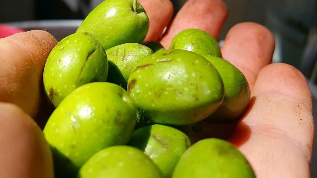 كل ما تحتاج معرفته عن شجر زيتون 2 النبالي البلدي