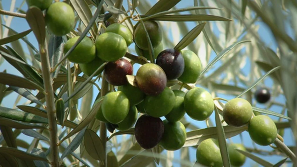كل ما تحتاج معرفته عن شجر زيتون 4 النبالي المحسن
