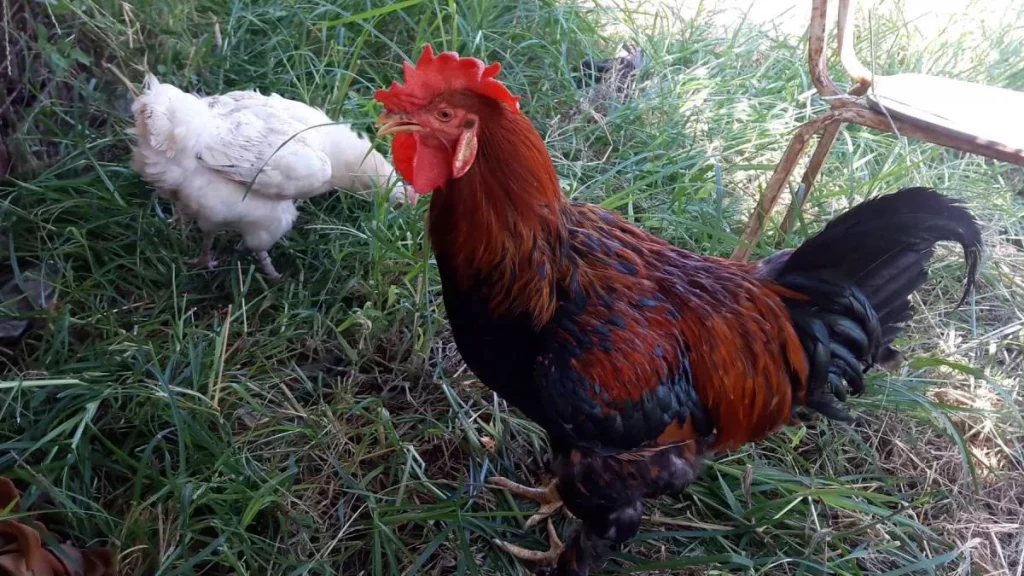 دليلك الشامل عن حيوان الديك 3 ديك بلدي