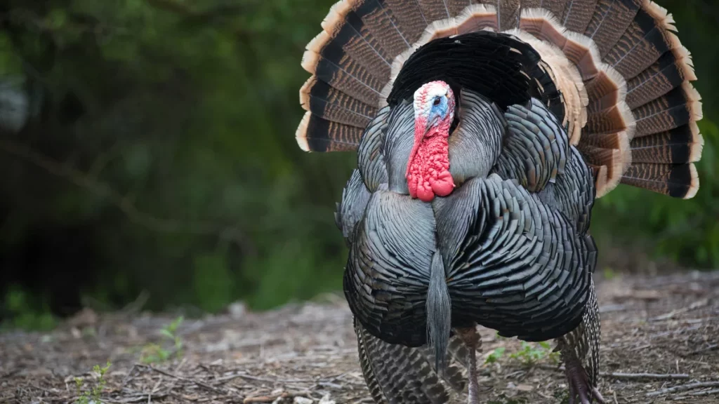 دليلك الشامل عن حيوان الديك 2 ديك رومي