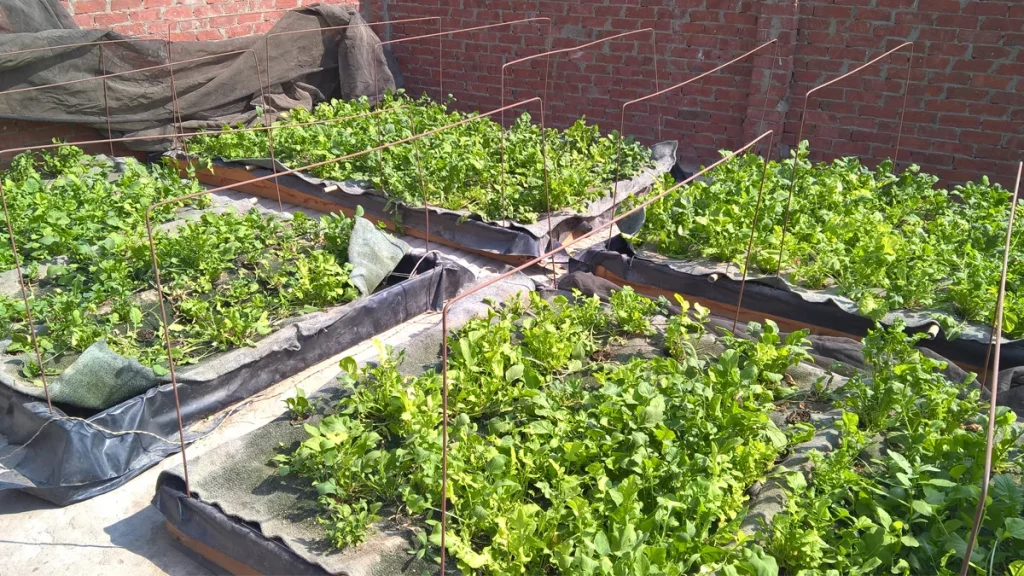 كيفية زراعة الأسطح؟ 2 زراعة الأسطح