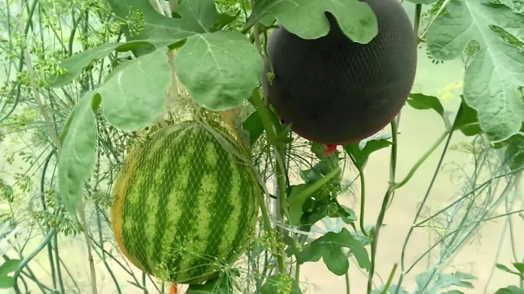 كيفية زراعة الأسطح؟ 4 زراعة البطيخ فوق الأسطح