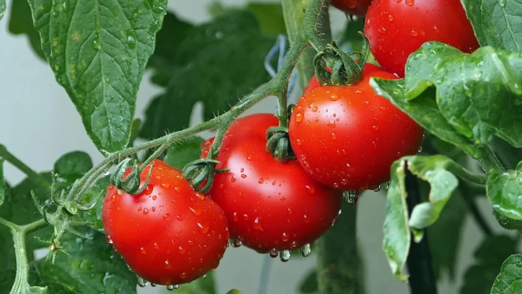 كيفية زراعة الأسطح؟ 5 زراعة الطماطم على السطح