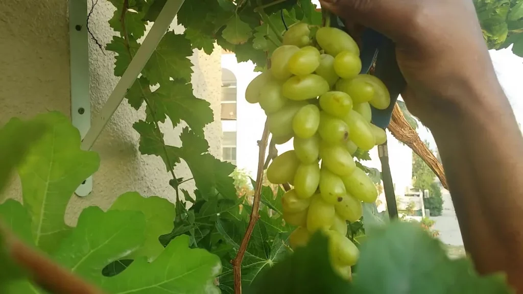 كيفية زراعة الأسطح؟ 3 زراعة العنب على الأسطح