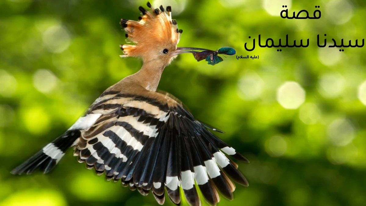 قصة سيدنا سليمان عليه السلام 1 قصة سيدنا سليمان عليه السلام
