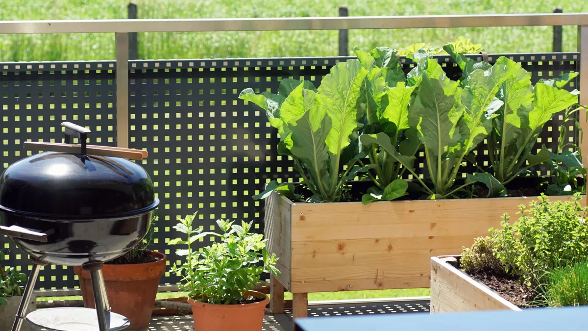 كيفية زراعة الأسطح؟ 1 كيفية زراعة الأسطح؟