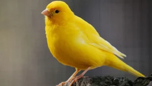 أفضل أنواع الكناري في العراق