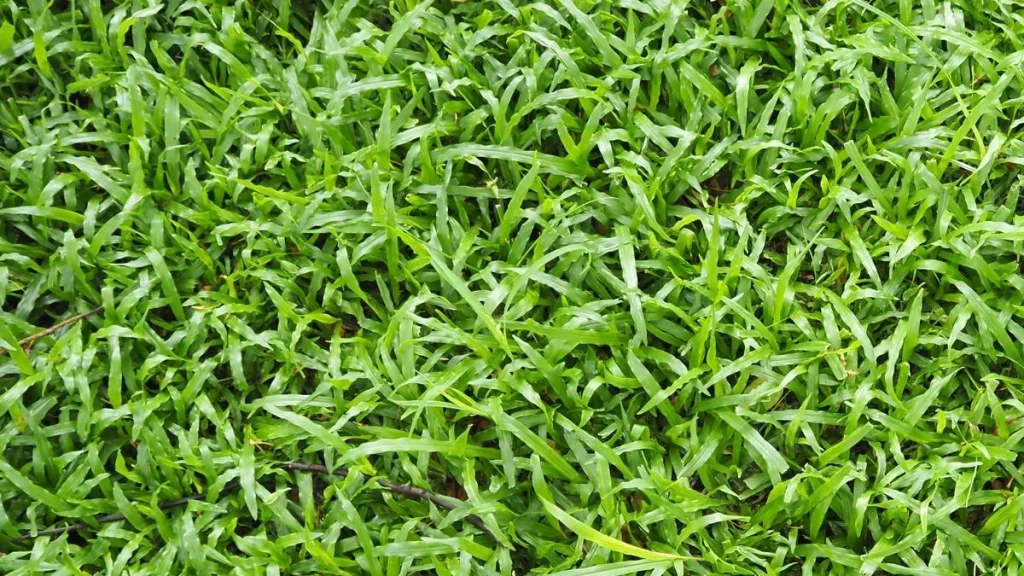 أفضل أنواع الثيل في العراق 2022 2 الثيل الهندي