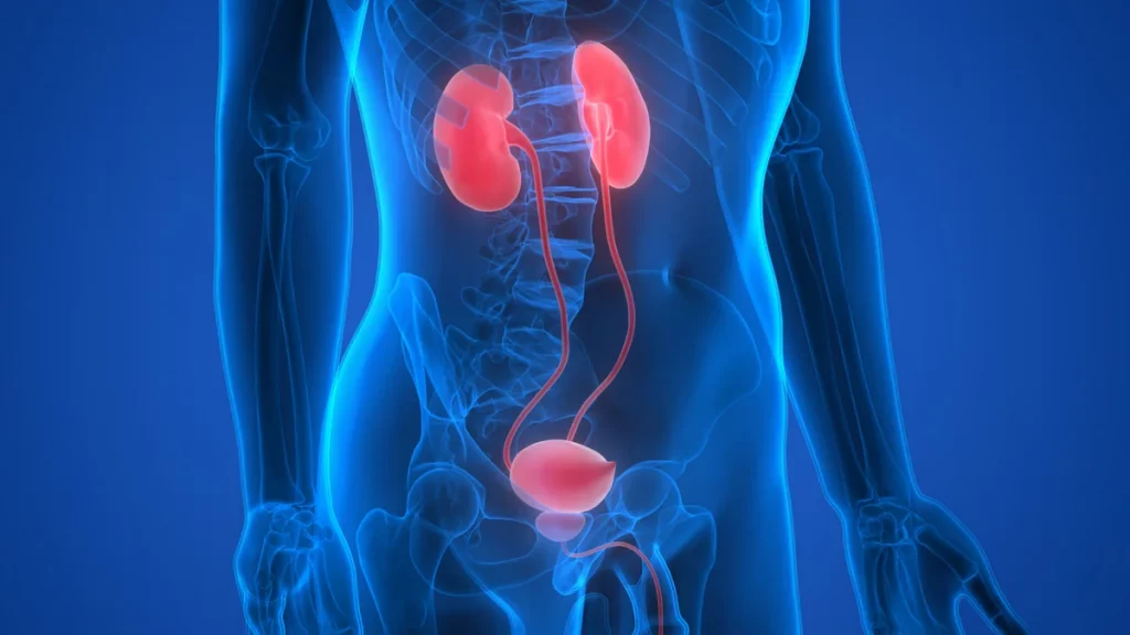  تخصص طب أمراض المسالك البولية