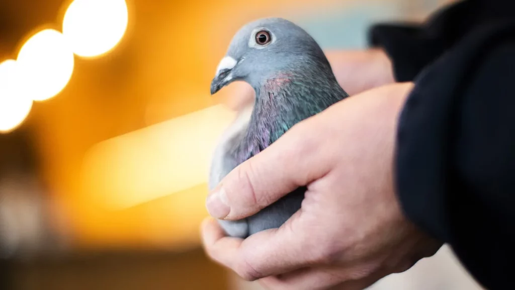 أفضل أنواع الحمام الزاجل في العراق 4  حمام زاجل برازيلي